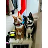 Ready for our daily walk