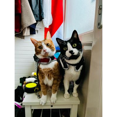Ready for our daily walk