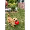 Odie