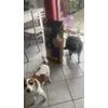 Felici