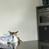 PuRRRRizon