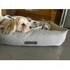 Gulliver