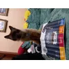 Stick gatto