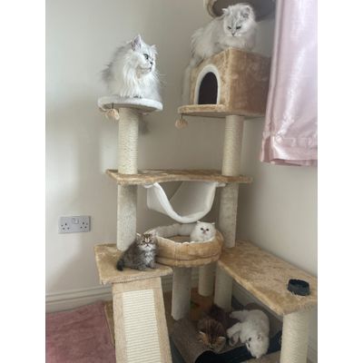 Cat tree in next few days