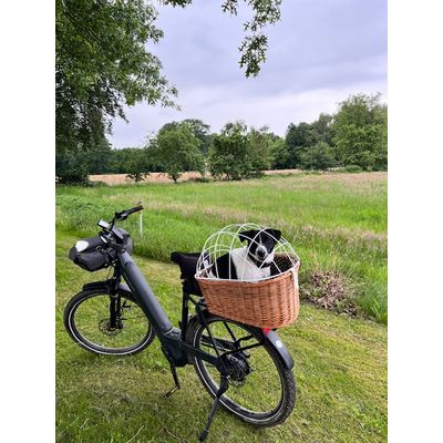 Fahrradkorb mit Hund