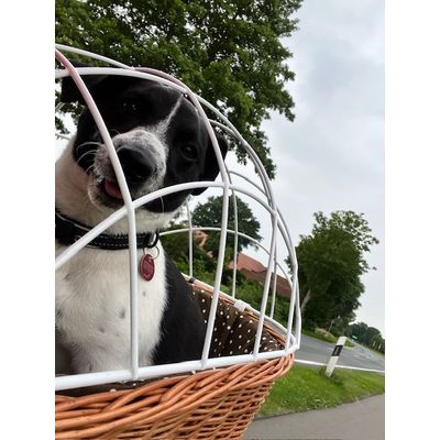 Fahrradkorb mit Hund