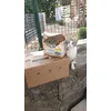 Simba 