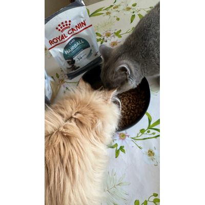 Kattmat