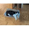 Sehr zufriedene Katze