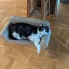 Sehr zufriedene Katze