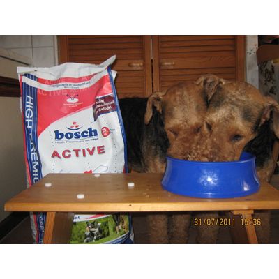Airedales lieben Bosch