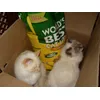 Raffy and Lui love' World's Best Cat litter'