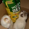 Raffy and Lui love' World's Best Cat litter'