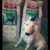 Royal Canin
