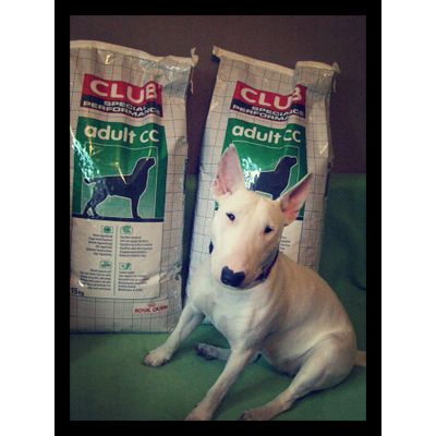 Royal Canin