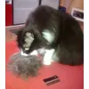 toglie anche sottopelo e forfora