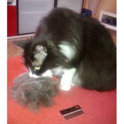 toglie anche sottopelo e forfora
