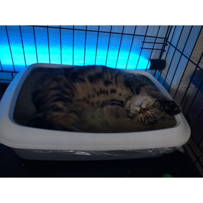 Katindekattenbak