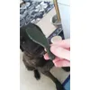 hunter peppermint snack M