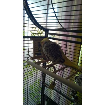 sympa pour les oiseaux aussi