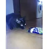 A caccia di crocchi
