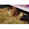 Eating hay
