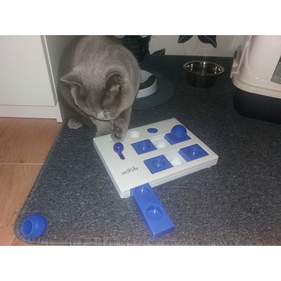 Katzenhirn wird gefordert