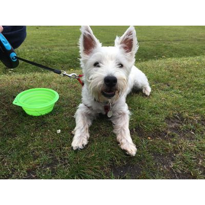 Bryan our westie pup