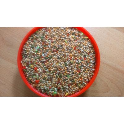Prestige Premium Wellensittiche