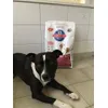 Bruce met zijn yummie brokjes