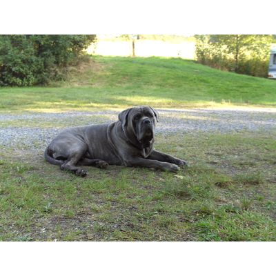 Alex pro plan voortreffelijk honden voer