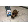 Royal Canin ook voor buitensnack