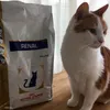 Royal Canin Renal