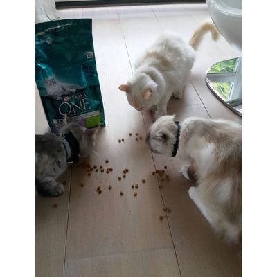 onze katten smullen ervan
