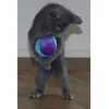 Kitten Pumbaa met pluchen balletje