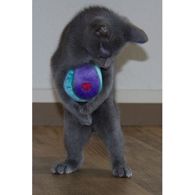 Kitten Pumbaa met pluchen balletje
