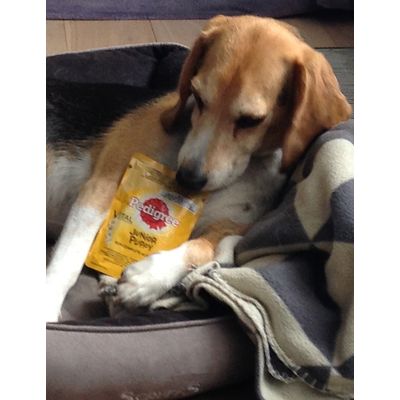 Biko lust Pedigree