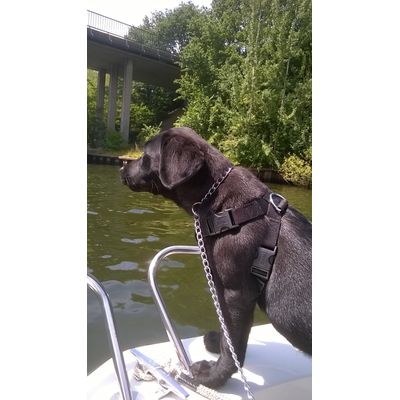 Luna labrador 13 weken trixie autoriem maat M