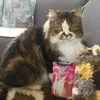 Muffy met heerlijk zakje Cat Yums