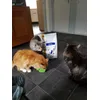 Mijn 3 Maine Coones