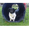 Pup leren Hier komen
