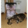 Maine Coon Mios geniet van de lekker grote brokken