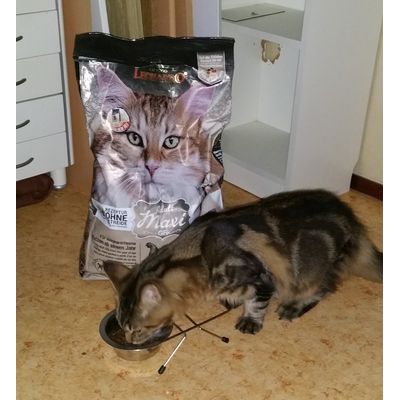 Maine Coon Mios geniet van de lekker grote brokken