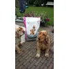 Eukanuba voor oud en jong het beste