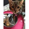 loves to drink with his paws
