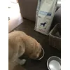 Pongo