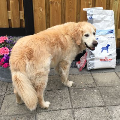 Diesel houdt van Royal Canin Mobility