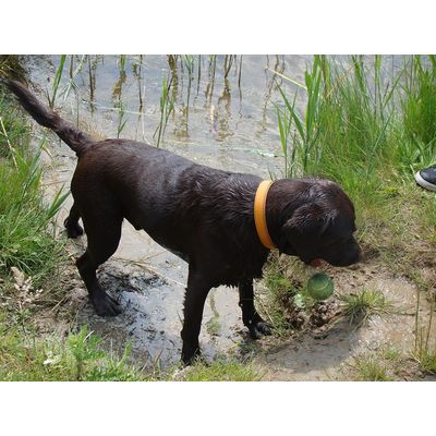Ravotten in de modder