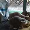 Mijn drie Sphynxen met voedselallergie