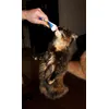 Kitten Yara vindt de pasta erg lekker